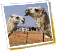 panorama miasta dla podróży - Arabia Saudyjska, pogoda, kod telefonu, galerie zdjęć