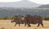 6 Days Rhino Conservation Safari